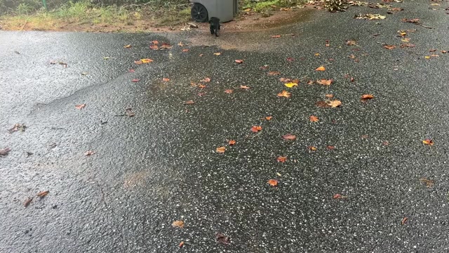 Video preview image #1 German Shorthaired Pointer Puppy For Sale in GREENVILLE, SC, USA