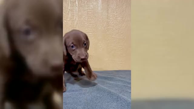 Video preview image #2 Labrador Retriever Puppy For Sale in FREDERICKSBURG, TX, USA