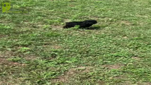 Video preview image #15 Poodle (Miniature) Puppy For Sale in WARSAW, IN, USA