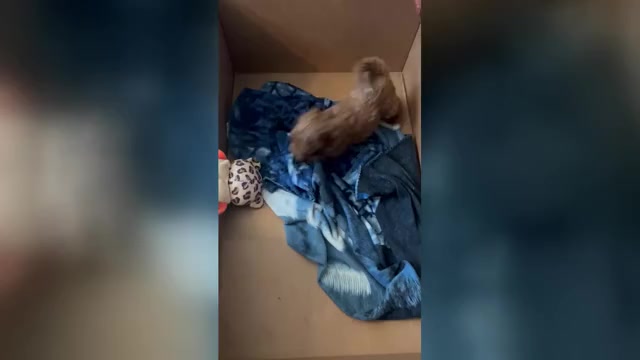 Video preview image #2 Cock-A-Poo Puppy For Sale in FOLSOM, CA, USA