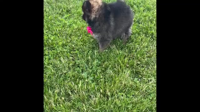 Video preview image #1 Pomeranian Puppy For Sale in ROCK STREAM, NY, USA