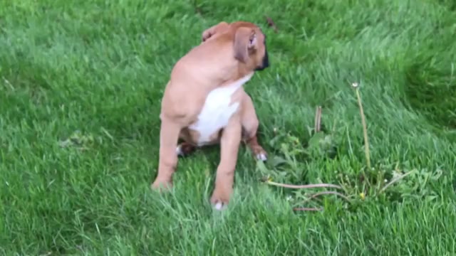 Video preview image #1 Boxer Puppy For Sale in SHIPSHEWANA, IN, USA