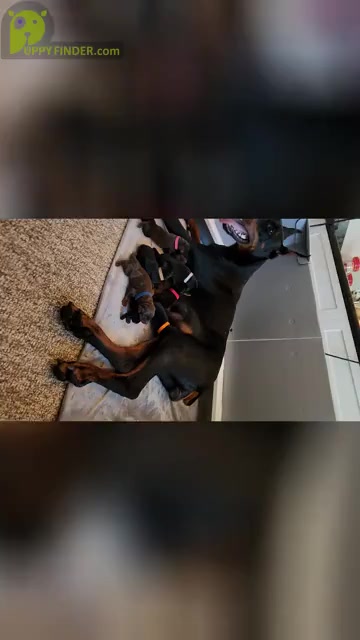Video preview image #2 Doberman Pinscher Puppy For Sale in FORT LAUDERDALE, FL, USA