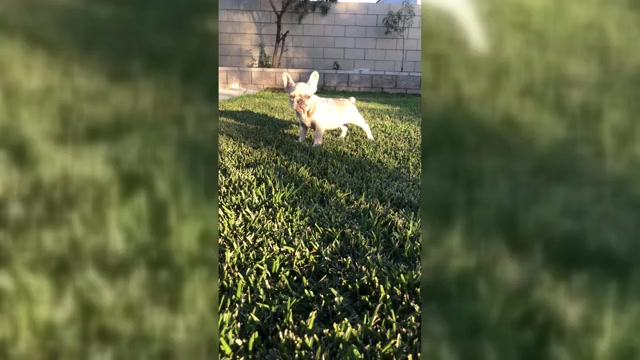 Video preview image #1 French Bulldog Puppy For Sale in BLOOMINGTON, CA, USA