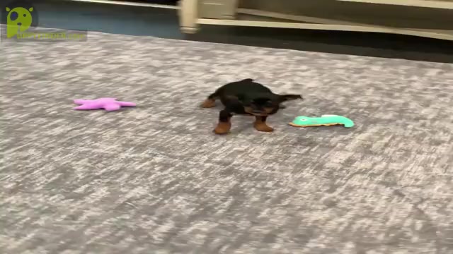 Video preview image #2 Miniature Pinscher Puppy For Sale in WARSAW, IN, USA