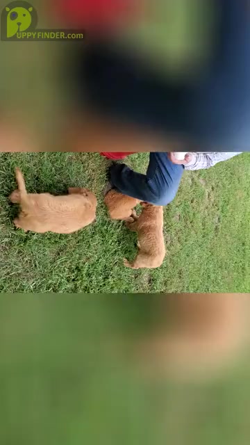 Video preview image #1 Golden Retriever Puppy For Sale in WEST PLAINS, MO, USA