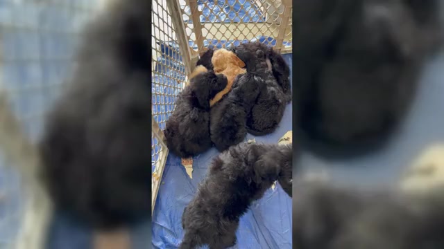 Video preview image #2 Goldendoodle Puppy For Sale in MALVERN, OH, USA