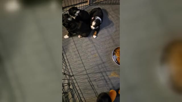 Video preview image #1 Miniature Australian Shepherd Puppy For Sale in WADESBORO, NC, USA
