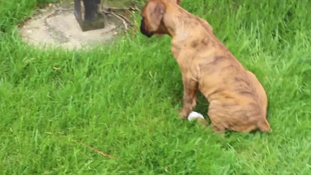 Video preview image #1 Boxer Puppy For Sale in SHIPSHEWANA, IN, USA