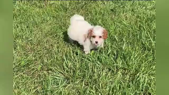 Video preview image #1 Poodle (Toy) Puppy For Sale in WARSAW, IN, USA