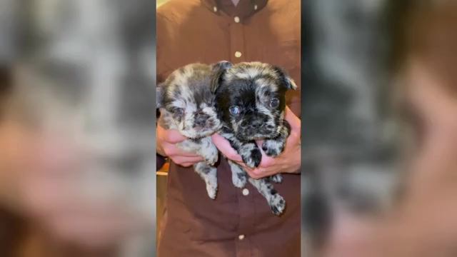 Video preview image #6 French Bulldog Puppy For Sale in SAN DIEGO, CA, USA