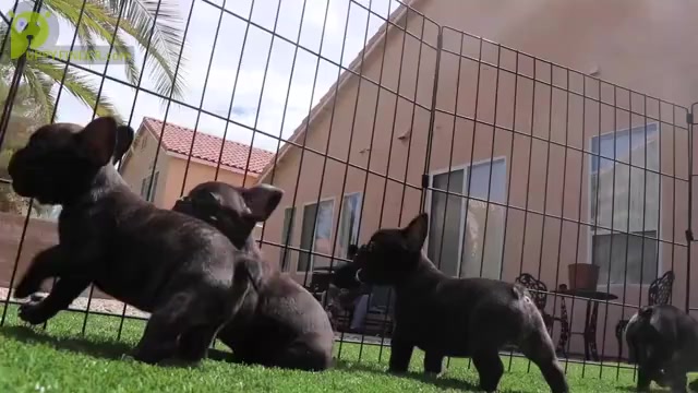 Video preview image #1 French Bulldog Puppy For Sale in ANAHEIM, CA, USA