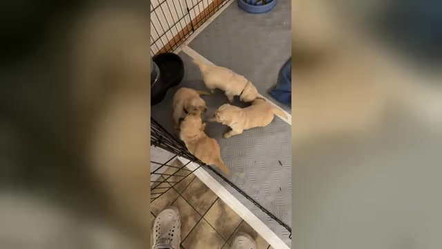 Video preview image #1 Golden Retriever Puppy For Sale in CHIPPEWA FALLS, WI, USA