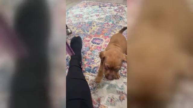 Video preview image #3 Belgian Malinois-Catahoula Leopard Dog Mix Puppy For Sale in WASHINGTON, DC, USA