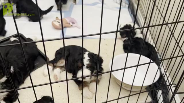 Video preview image #1 Bernedoodle Puppy For Sale in SUNNYVALE, CA, USA