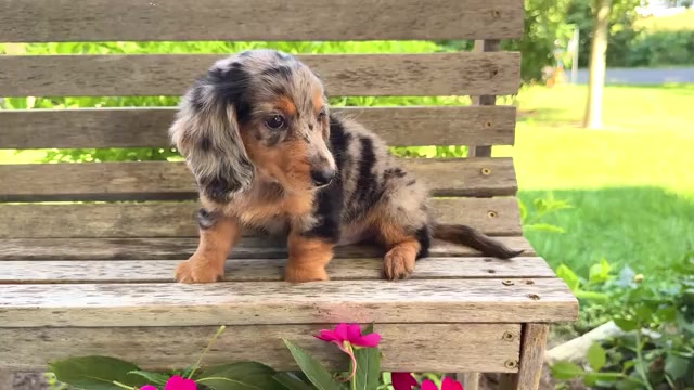 Video preview image #3 Dachshund Puppy For Sale in WAKARUSA, IN, USA