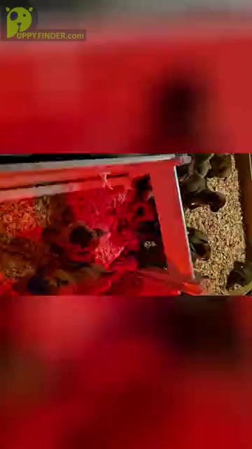 Video preview image #1  Breeder Profile in HOUSTON, TX, USA