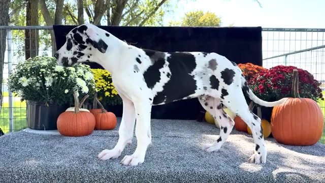 Video preview image #3 Great Dane Puppy For Sale in WAKARUSA, IN, USA