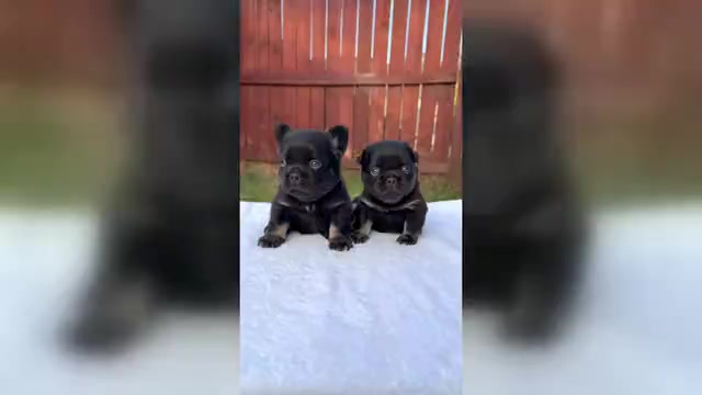 Video preview image #2 French Bulldog Puppy For Sale in DECATUR, GA, USA