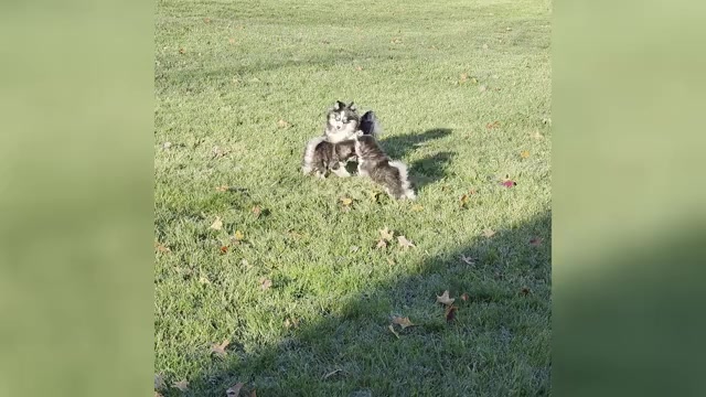 Video preview image #1 Pomsky Puppy For Sale in DELAWARE, OH, USA