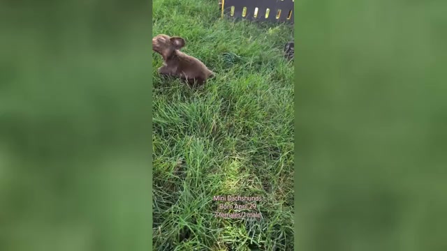 Video preview image #2  Breeder Profile in GOSHEN, IN, USA