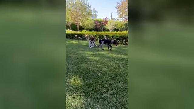 Video preview image #3 German Shorthaired Pointer Puppy For Sale in SAN DIEGO, CA, USA