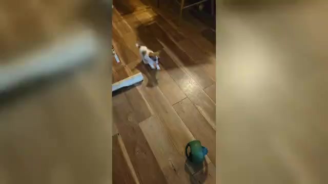 Video preview image #1 Russell Terrier Puppy For Sale in MARSHVILLE, NC, USA