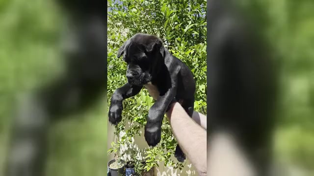 Video preview image #2 Cane Corso Puppy For Sale in LAS VEGAS, NV, USA