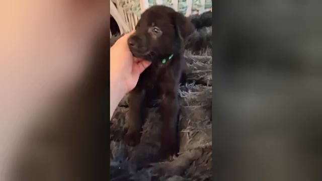 Video preview image #5 German Shepherd Dog Puppy For Sale in MIDDLETOWN, CT, USA