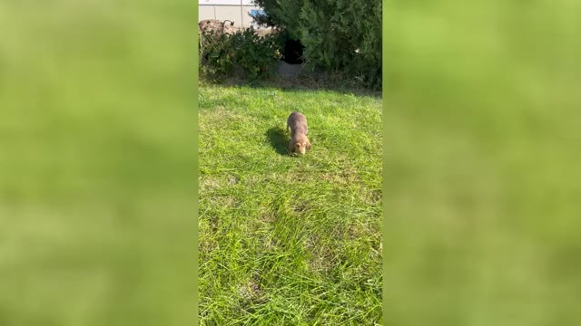 Video preview image #1 Bloodhound Puppy For Sale in FORT MORGAN, CO, USA