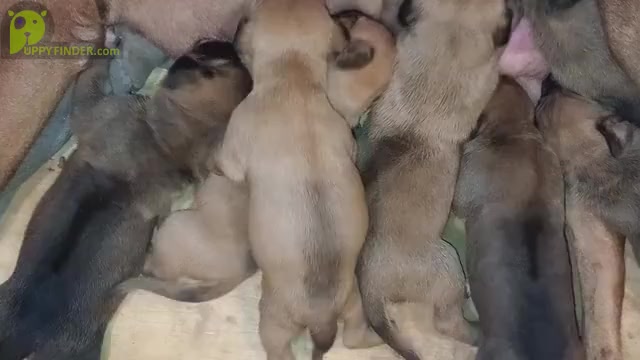 Video preview image #1 Rhodesian Ridgeback Puppy For Sale in ASBURY, MO, USA