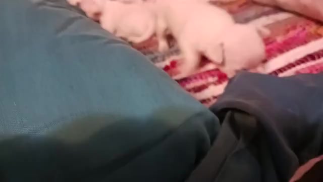 Video preview image #1 Chihuahua Puppy For Sale in BELLE FOURCHE, SD, USA
