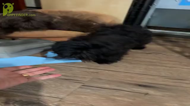 Video preview image #1 Shih Tzu Puppy For Sale in HAMILTON, OH, USA