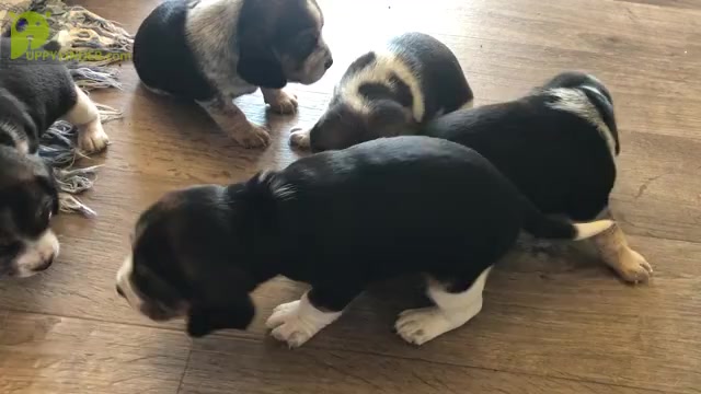 Video preview image #1 Beagle Puppy For Sale in FORT DODGE, IA, USA