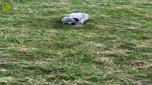 Video preview image #2 Poodle (Toy) Puppy For Sale in WARSAW, IN, USA
