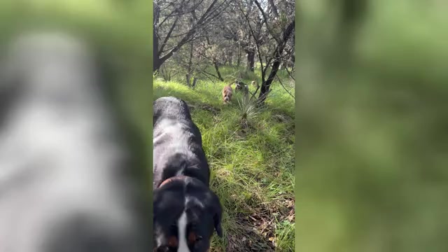 Video preview image #1 Greater Swiss Mountain Dog Puppy For Sale in TAOS, NM, USA