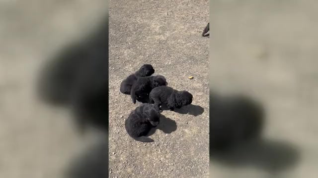 Video preview image #2 Newfoundland Puppy For Sale in TENMILE, OR, USA