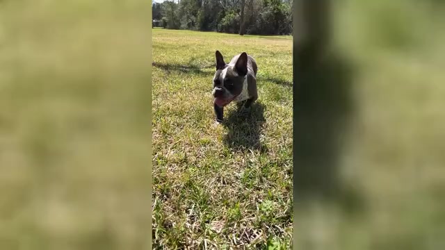 Video preview image #1 American Bully Puppy For Sale in HOUSTON, TX, USA