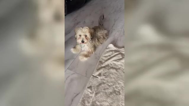 Video preview image #1 Maltipoo (Miniature) Puppy For Sale in PALMDALE, CA, USA