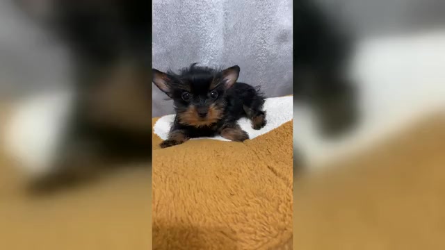 Video preview image #1 Yorkshire Terrier Puppy For Sale in BETHLEHEM, GA, USA