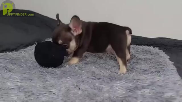 Video preview image #3 French Bulldog Puppy For Sale in BOSTON, MA, USA