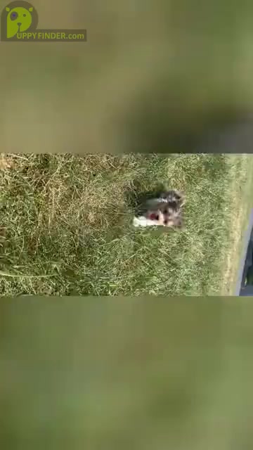 Video preview image #15 Morkie Puppy For Sale in WARSAW, IN, USA