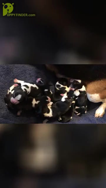 Video preview image #1  Breeder Profile in FORT DODGE, IA, USA
