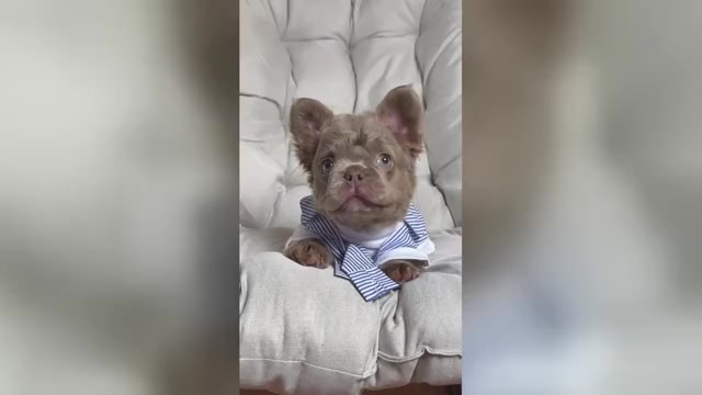 Video preview image #1 French Bulldog Puppy For Sale in MC GRAW, NY, USA