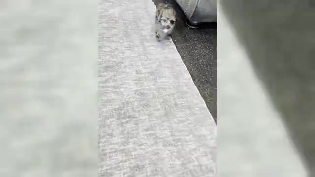 Video preview image #4 Yorkipoo Puppy For Sale in WARSAW, IN, USA