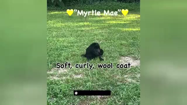 Video preview image #1 Aussiedoodle-Labradoodle Mix Puppy For Sale in DAPHNE, AL, USA