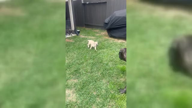 Video preview image #3 Cane Corso-Mastiff Mix Puppy For Sale in NEW CANEY, TX, USA