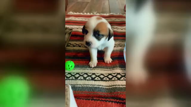 Video preview image #1 Cattledog Shepherd Puppy For Sale in LULING, TX, USA