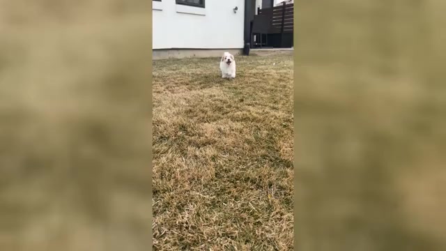 Video preview image #1 Maltipoo (Miniature) Puppy For Sale in HIGHLAND VILL, TX, USA