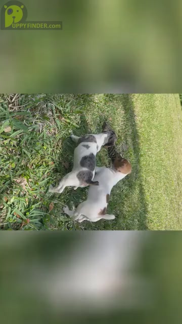 Video preview image #1 Jack Russell Terrier Puppy For Sale in FORT PIERCE, FL, USA